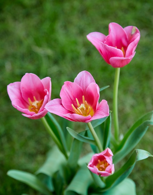 Tulipanes rosados en la naturaleza del jardín