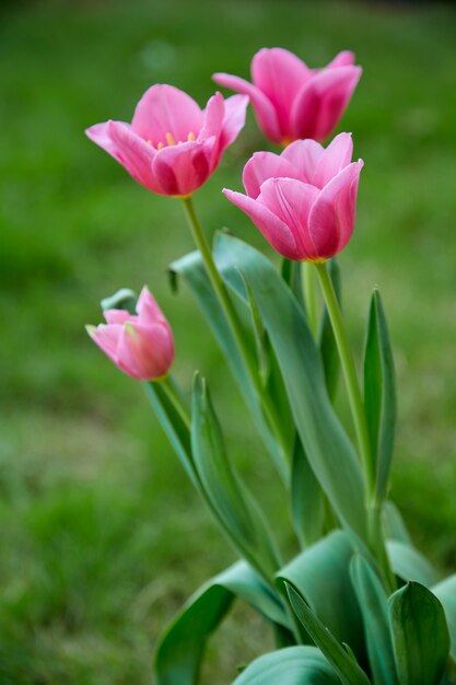 Tulipanes rosados en la naturaleza del jardín