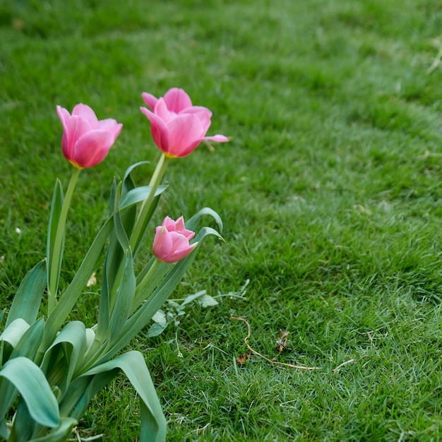 Tulipanes rosados en la naturaleza del jardín