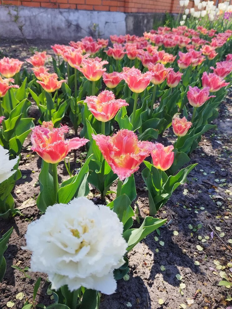 tulipanes rosados de primavera en un jardín