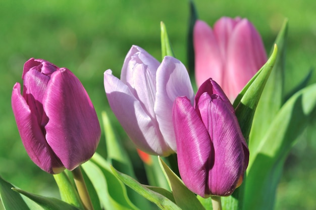 Tulipanes rosados y púrpuras