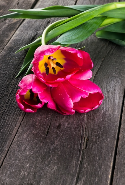 Tulipanes rosados sobre un fondo oscuro de madera