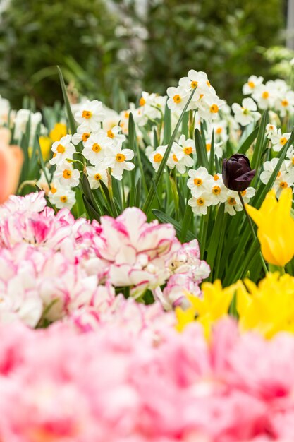 Tulipanes rosados