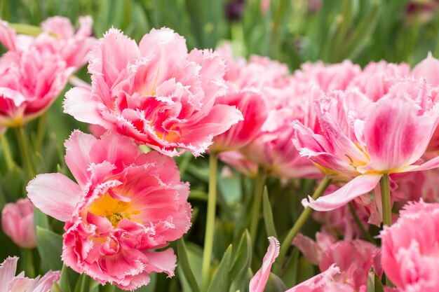 Tulipanes rosados