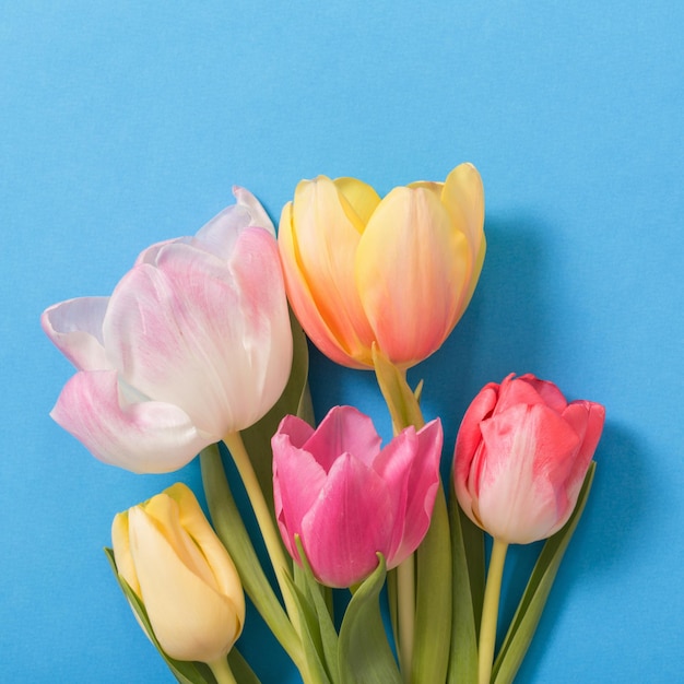 Tulipanes rosas y amarillos sobre fondo de papel azul