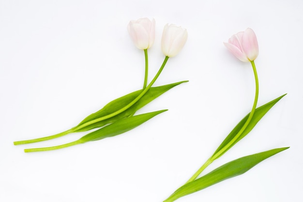 Tulipanes rosas blancas sobre fondo blanco.