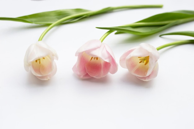 Tulipanes rosas blancas sobre fondo blanco.