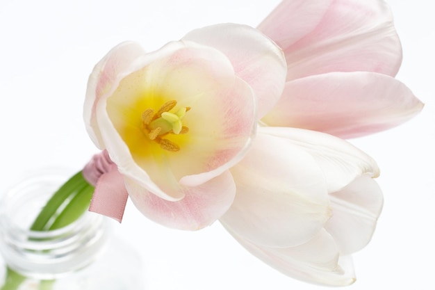 Tulipanes rosas blancas sobre fondo blanco.