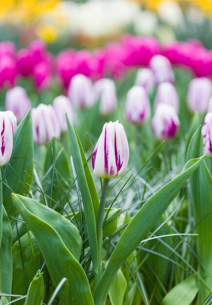 Tulipanes rosas y blancos. Manojo de flores florecientes hermosas en Países Bajos.