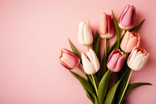 Tulipanes rosas y blancos sobre un fondo rosa.