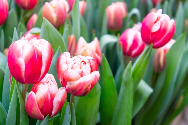 Tulipanes rosas con bordes de pétalos blancos.