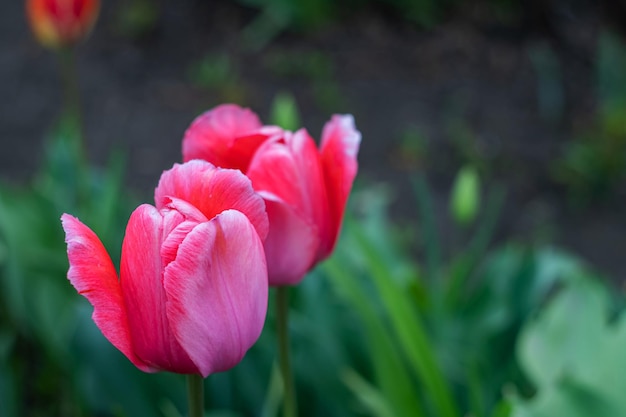 Tulipanes rosas contra el telón de fondo de la vegetación.