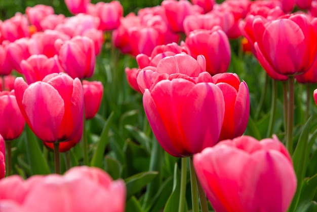 Los tulipanes rosas florecen bajo el sol en el jardín