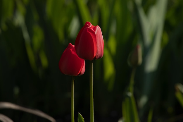 Tulipanes rosas florecientes sobre un fondo borroso