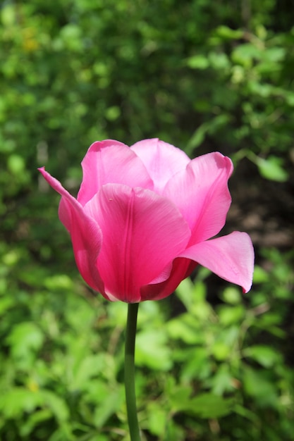 Un tulipanes rosas en el parque al aire libre.