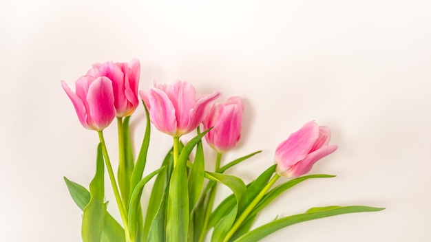 Tulipanes rosas de primer plano aislados en blanco. Flores de primavera elegantes, suaves y frágiles en blanco soleado