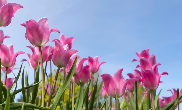 Tulipanes rosas rosas que florecen contra el cielo