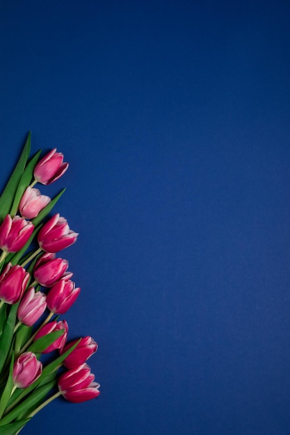 tulipanes rosas sobre un fondo azul