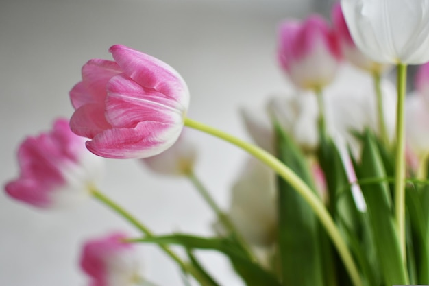 tulipanes rosas sobre un fondo blanco