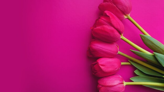 Tulipanes rosas sobre fondo rosa. Imagen de espacio de texto. Concepto de primavera