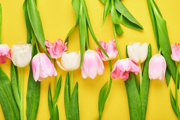 Tulipanes rosas sobre fondo rosa