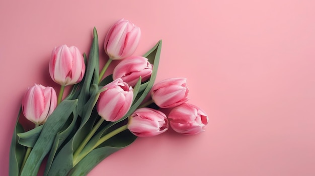 Tulipanes rosas sobre un fondo rosa