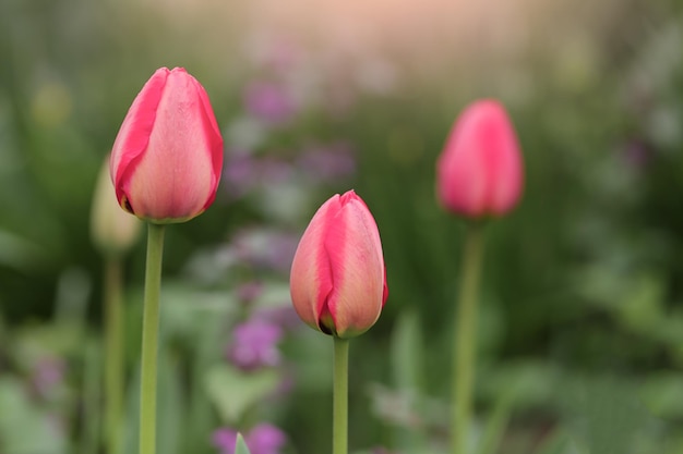 Tulipanes rosas sobre fondo verde de cerca Enfoque selectivo Enfoque suave