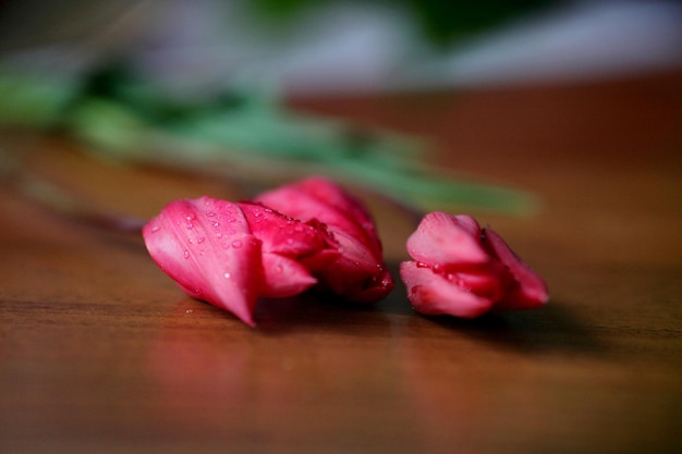 Tulipanes rosas sobre una superficie de madera