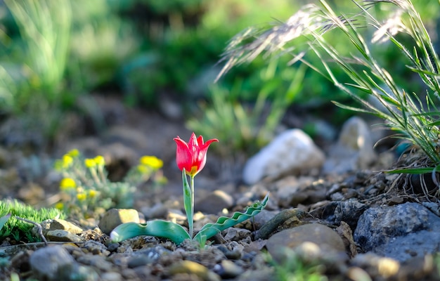 Tulipanes salvajes rojos en las montañas