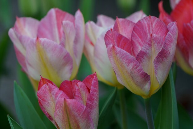 los tulipanes sangrantes