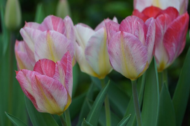 los tulipanes sangrantes