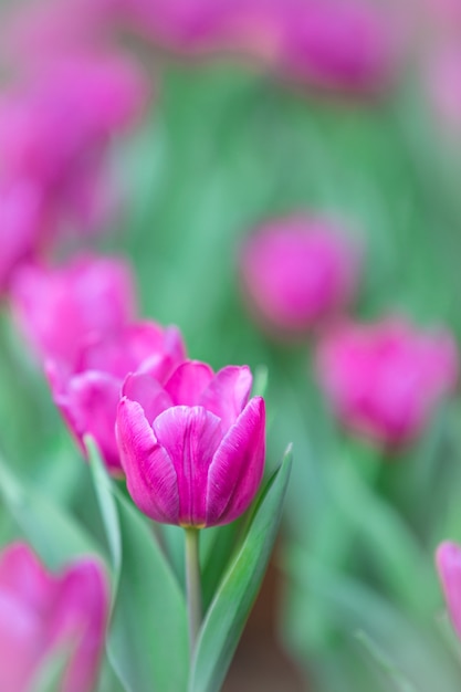 Tulipanes en segundo plano para el concepto de Pascua