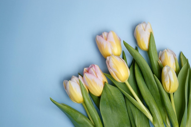 Foto tulipanes sobre un fondo azul.