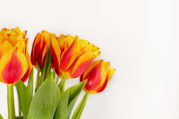 Foto tulipanes sobre un fondo blanco aislar