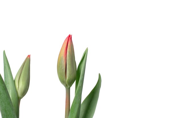 Tulipanes sobre un fondo blanco capullos verdes