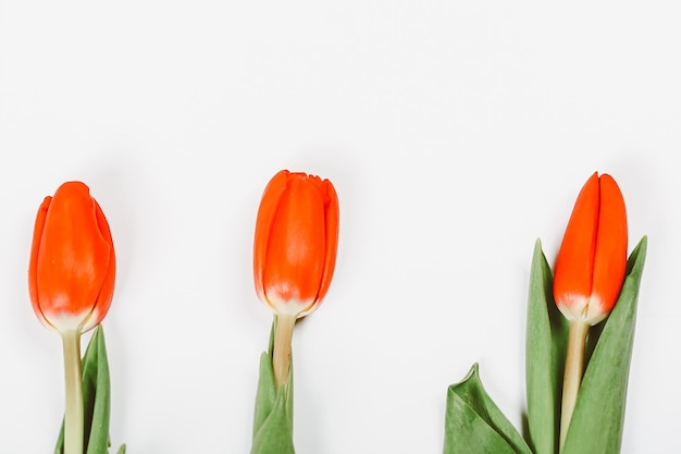 Tulipanes sobre un fondo blanco Flores de primavera