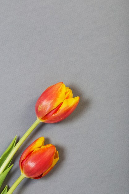 Tulipanes sobre fondo de papel gris
