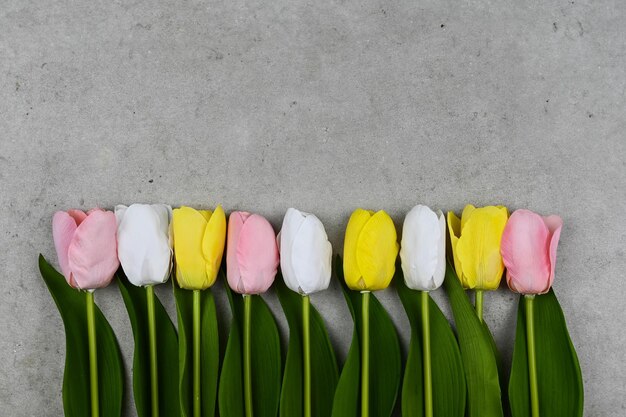 Tulipanes sobre fondo de pared de cemento