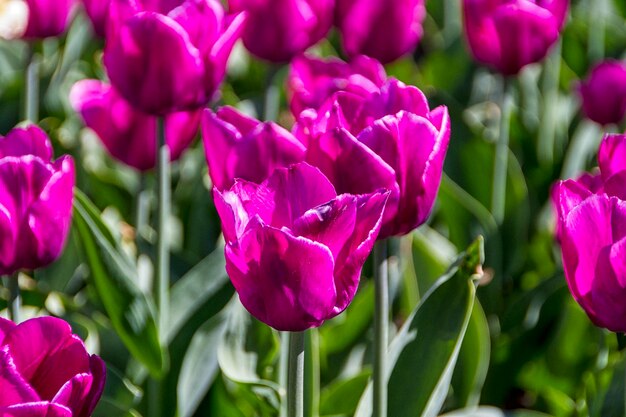 Tulipanes en sol de primavera