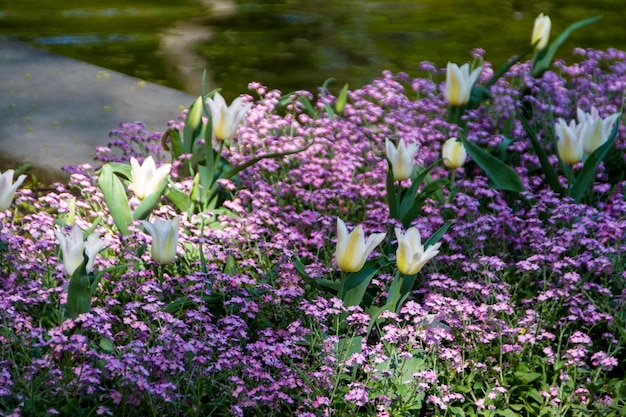 Tulipanes en sol de primavera