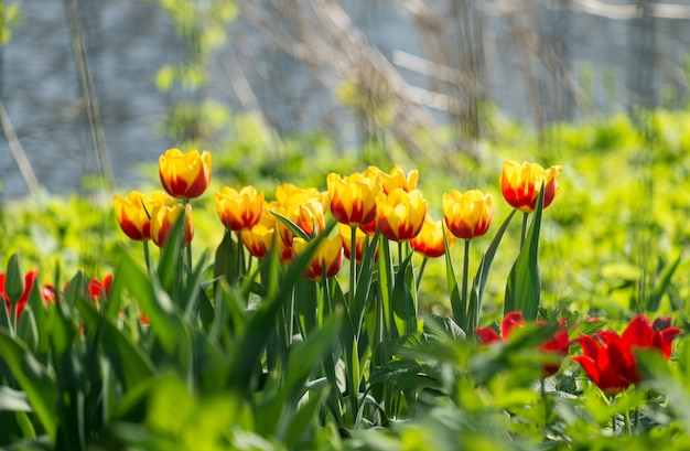 Tulipanes soleados de primavera