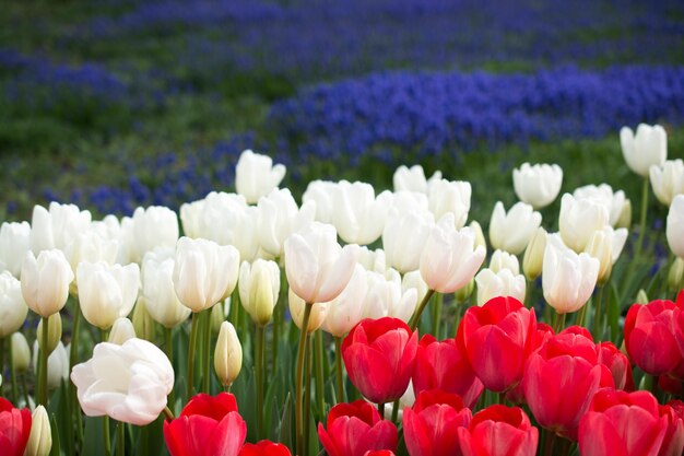 Tulipanes de varios colores en la naturaleza en primavera