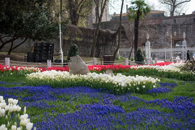 Tulipanes de varios colores en la naturaleza en primavera