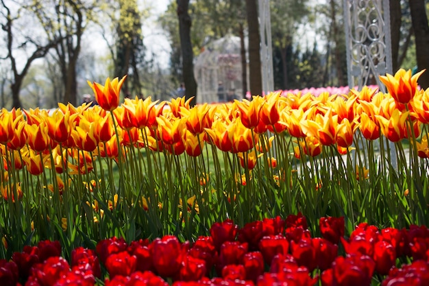 Tulipanes de varios colores en la naturaleza en primavera