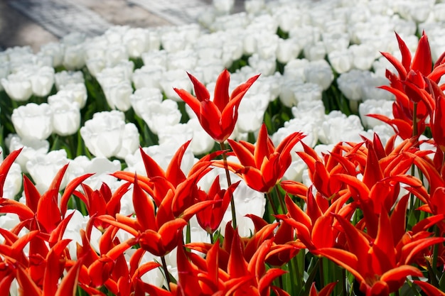 Tulipanes de varios colores en la naturaleza en primavera