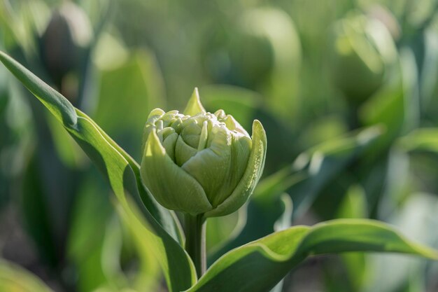 tulipanes verdes