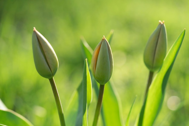 tulipanes verdes