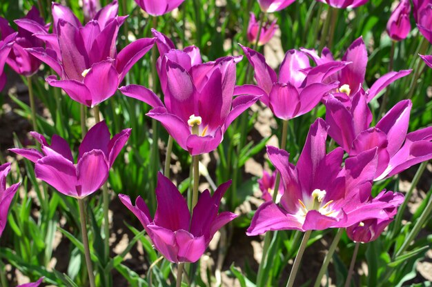 Tulipanes violetas plantados en el jardín