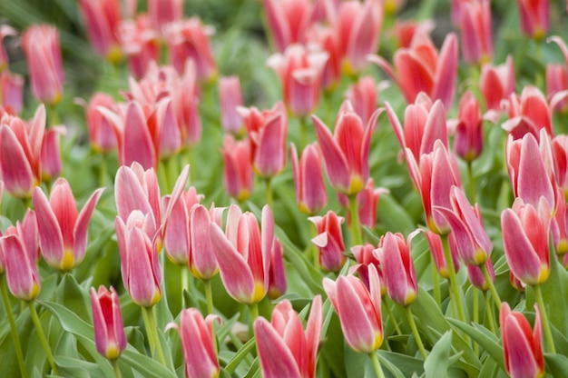 Tulipanes