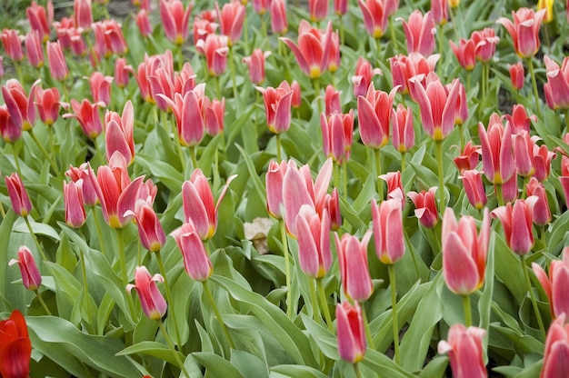 Tulipanes